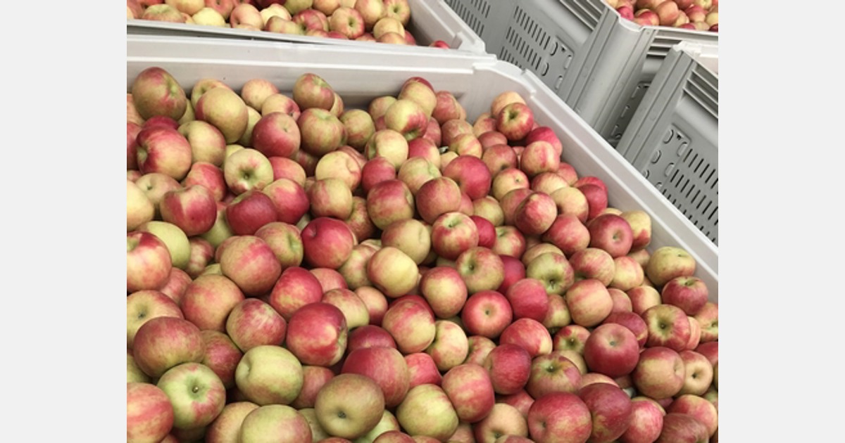 More Honeycrisp apples in Pennsylvania and elsewhere